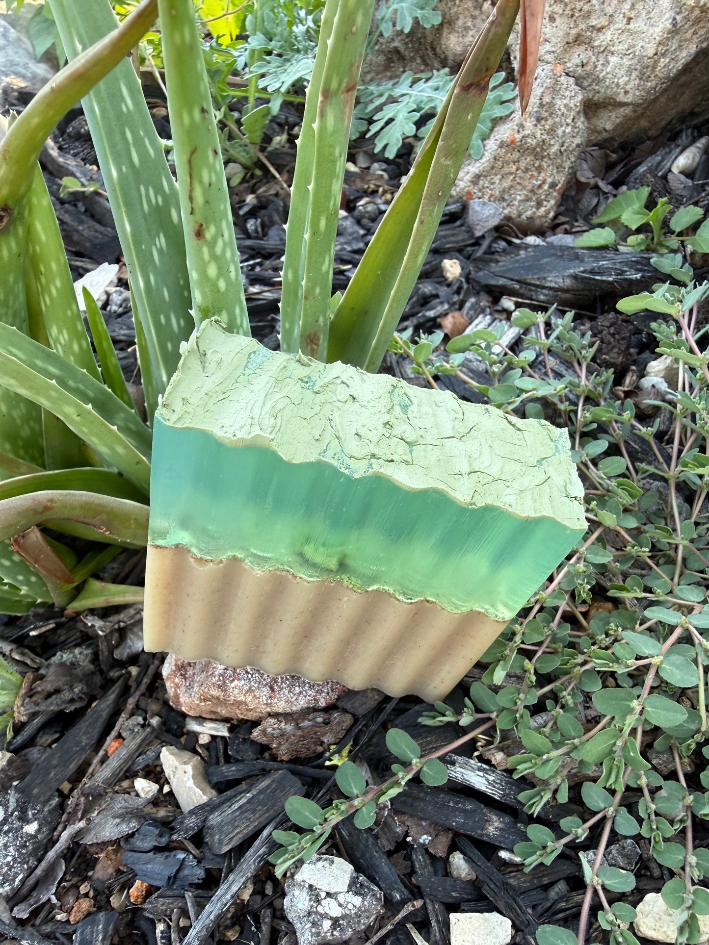 Aloe Vera & Sand